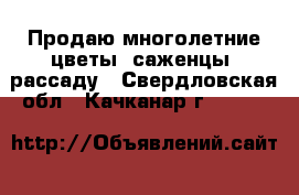 Продаю многолетние цветы, саженцы, рассаду - Свердловская обл., Качканар г.  »    